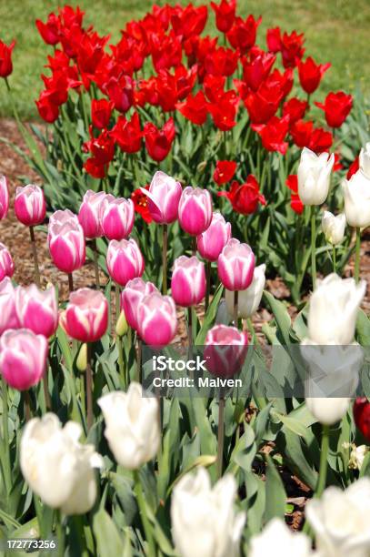 Tulpegarten Stockfoto und mehr Bilder von Blume - Blume, Blumenbeet, Blüte