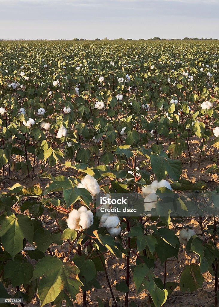 Tomates de algodão branco bolls em plantas no campo - Royalty-free Agricultura Foto de stock