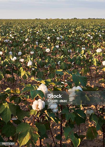 Tomates De Algodão Branco Bolls Em Plantas No Campo - Fotografias de stock e mais imagens de Agricultura