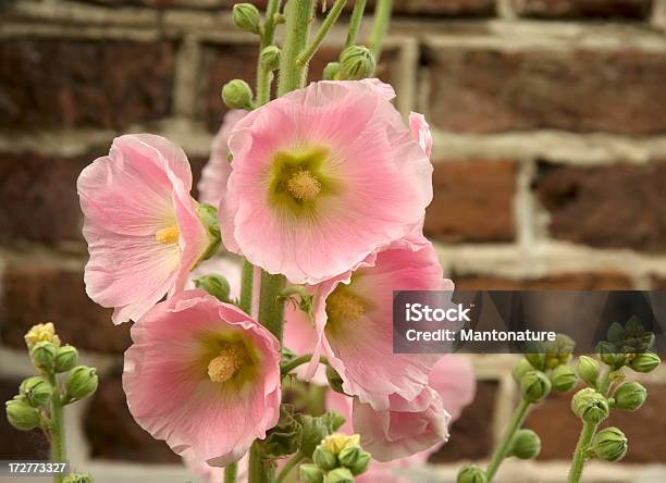 Pink Hollyhock Stock Photo - Download Image Now - Backgrounds, Beauty In Nature, Botany