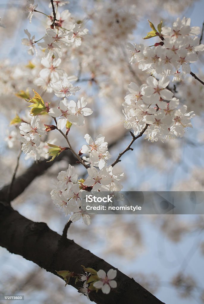 Fleur de cerisier - Photo de Abricotier libre de droits