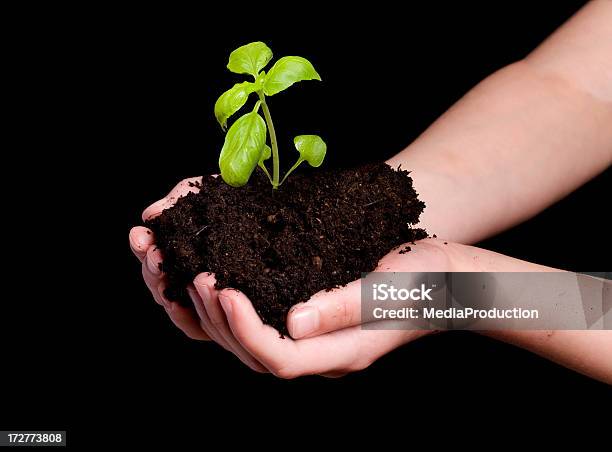 Planta Nova - Fotografias de stock e mais imagens de Agricultura - Agricultura, Botânica - Ciência de plantas, Braço Humano