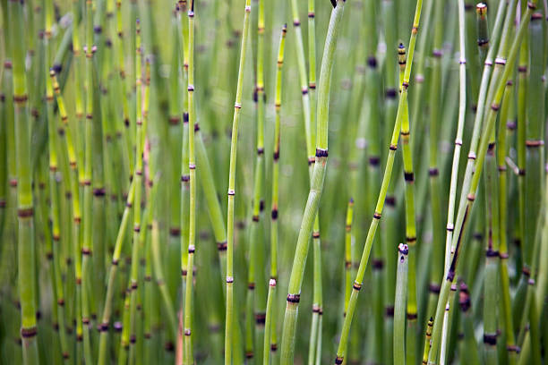 istock Green Vertical Striped Pattern of Horsetail (Snake Grass) 172773813