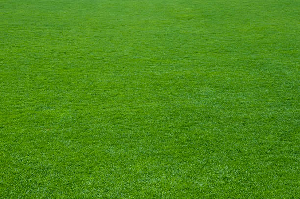istock Healthy green lawn grass 172773835