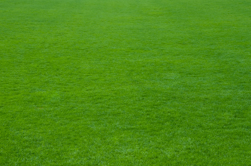Solid healthy green lawn grass for great background texture.