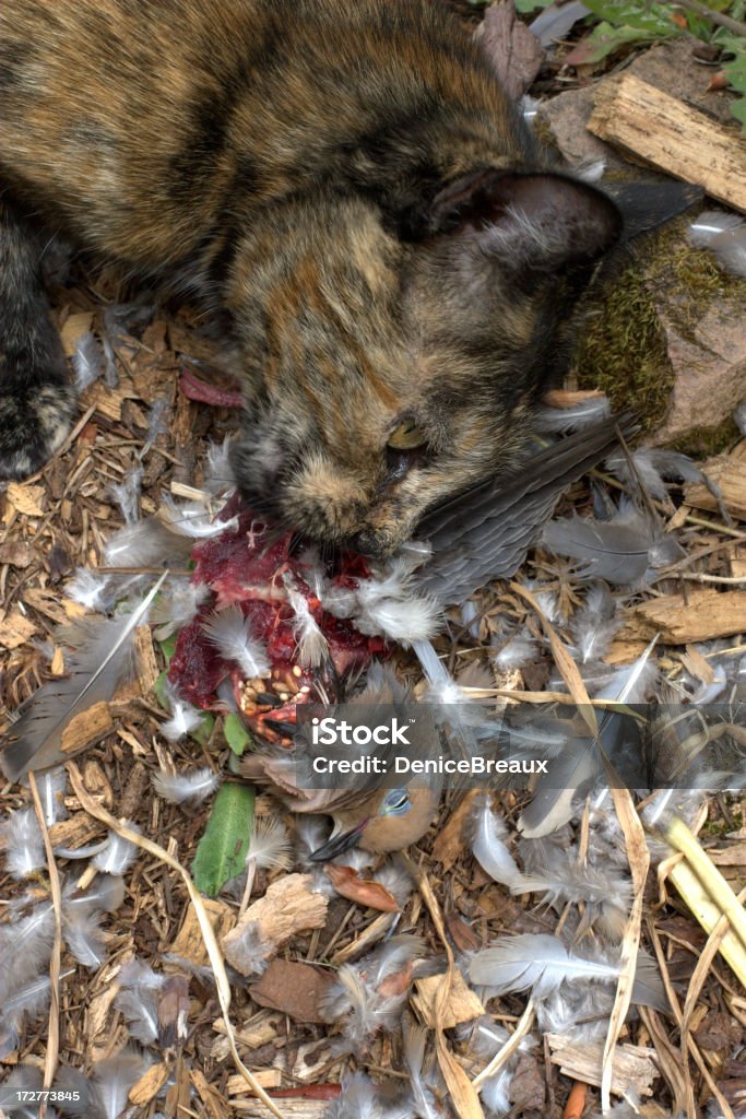 Schlechte Kitty - Lizenzfrei Geflügeleingeweide Stock-Foto