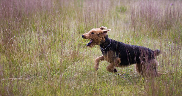 istock Active dog: airdale terrier run and jump 172773872