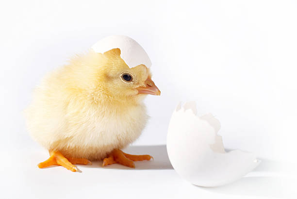 un pulcino tratteggi dal suo uovo - guscio duovo foto e immagini stock