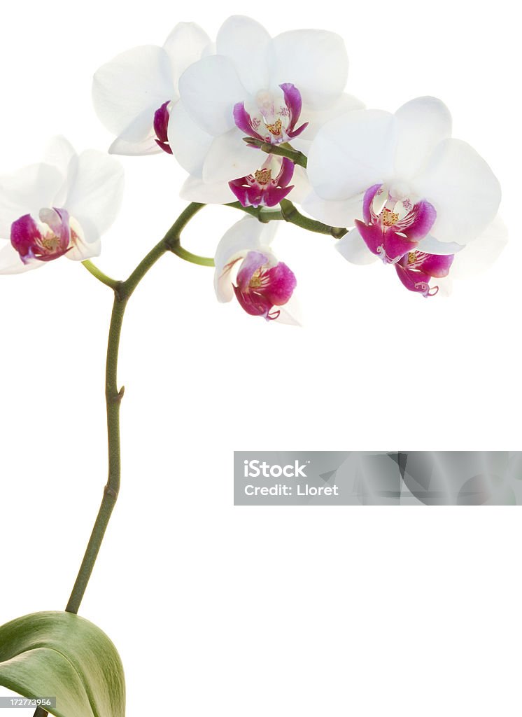 Orquídea Phalaenopsis (XL) Aislado en blanco - Foto de stock de Amarillo - Color libre de derechos