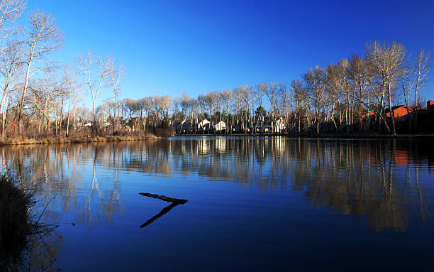 serenity - bare tree environment nature boise стоковые фото и изображения