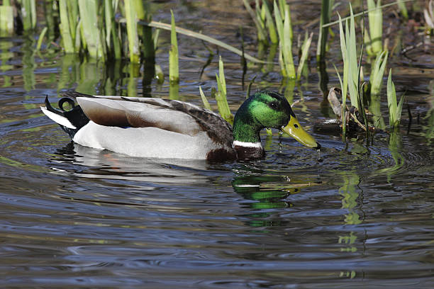 istock Mallard drake drifting next to yellow flag iris 172774237