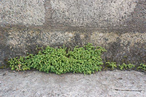 small plants or grass grow in front of cement wall surface or background with copy space
