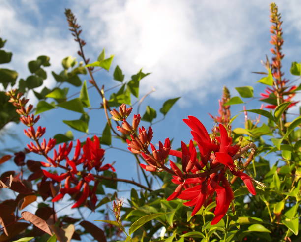 istock Red Flower Plant 172774360
