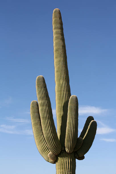 istock Perfect Saguaro. Architecture Of The Desert. 172774488