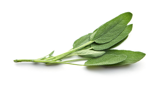 Sage leaves isolated on white background
