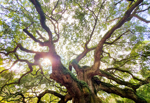 This is a low angle view of the beautiful Angel Oak Tree outside South Carolina, USA.