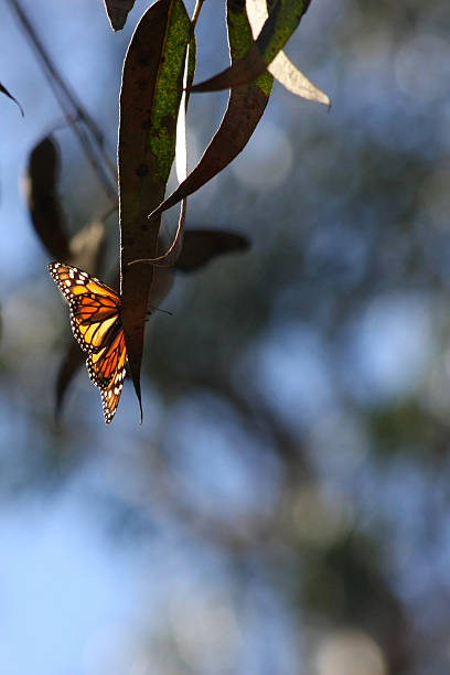 Backlit Monarch on Eucalyptus stock photo