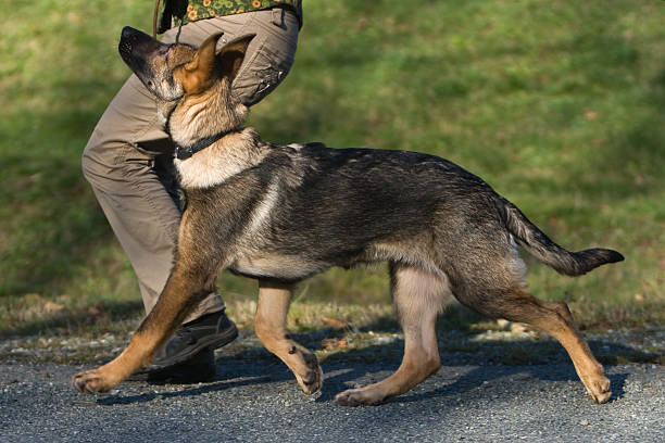 Cucciolo di addestramento di animali - foto stock