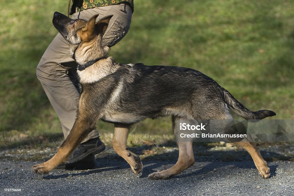 Puppy obedience A young German Shepherd Puppy heeling with a woman.  Late day light. Puppy Stock Photo