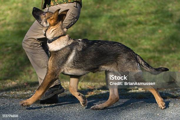 Puppy Obedience Stock Photo - Download Image Now - Puppy, Adult, Alertness