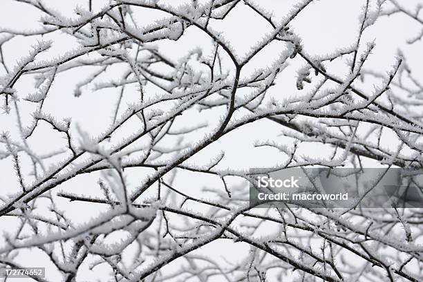 Frost Na Oddziale - zdjęcia stockowe i więcej obrazów Bez ludzi - Bez ludzi, Biały, Burza śnieżna
