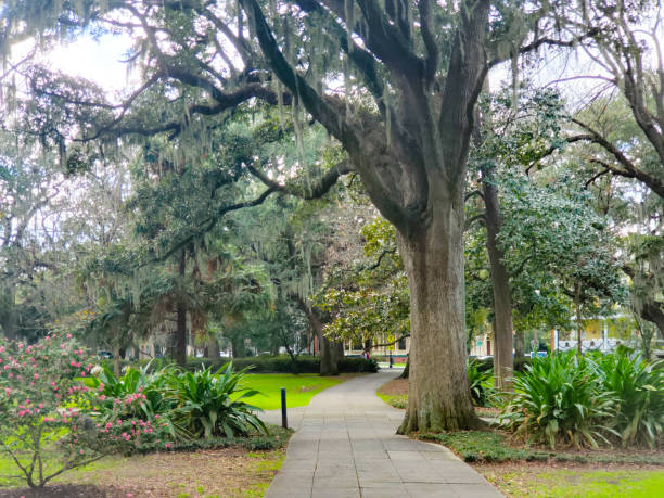 istock Tree Lined Sidewalk in Savannah Georgia USA 1727746676
