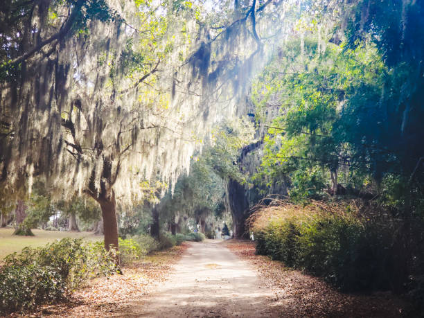 istock Dirt Road with Hanging Moss from Oak Tree Canopy in Savannah Georgia 1727747227