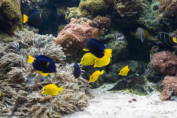 Tropical aquarium with Doctorfish  (Zebrasoma)