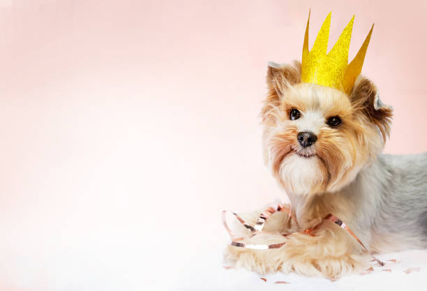 istock Small dog with cute expression wearing gold crown. 1727748870