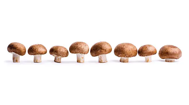 Eight edible Portabello mushrooms, a fresh vegetable food in a row, isolated on a white background.