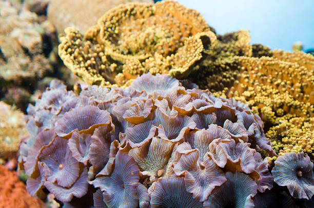 Coral Reef Landscape stock photo