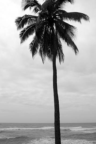 istock Solitary Palm Tree Black and White with Waves 172775198