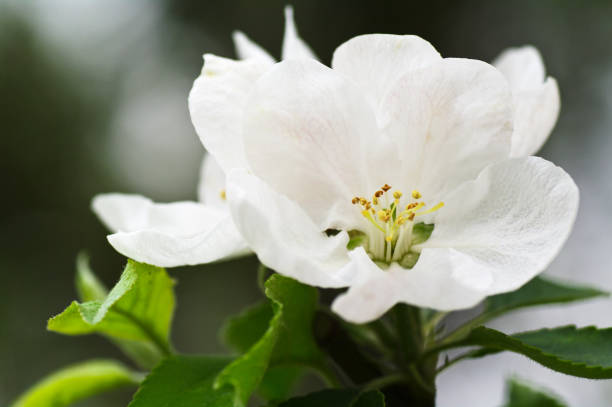 Apple tree blossom stock photo