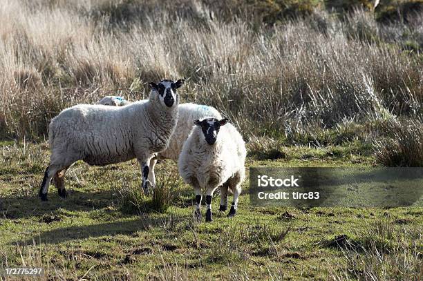 Tre Pecore Soleggiata Inqusitive - Fotografie stock e altre immagini di Agnello - Animale - Agnello - Animale, Ambientazione esterna, Animale