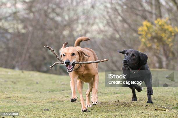 Dar Que Para Mim - Fotografias de stock e mais imagens de Alegria - Alegria, Amizade, Amor