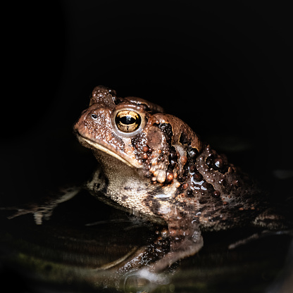 A toad sitting in water.