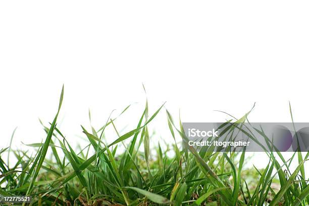 Lâminas De Relva - Fotografias de stock e mais imagens de Bola Fora - Bola Fora, Branco, Campo de Golfe