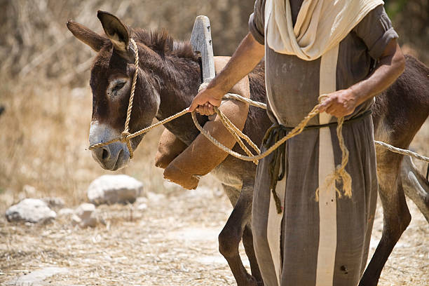 A donkey slowly walks through straw in a barnyard while other animals rest nearby