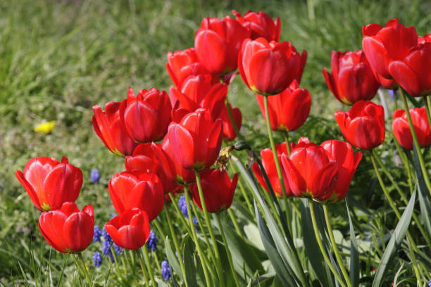 istock Parade of red tulips selective focus 172775634