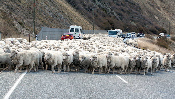 Parting a sea of Sheep
