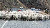 Parting a sea of Sheep
