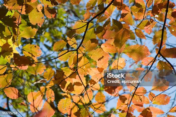 Autunno - Fotografie stock e altre immagini di Albero - Albero, Ambientazione esterna, Arancione