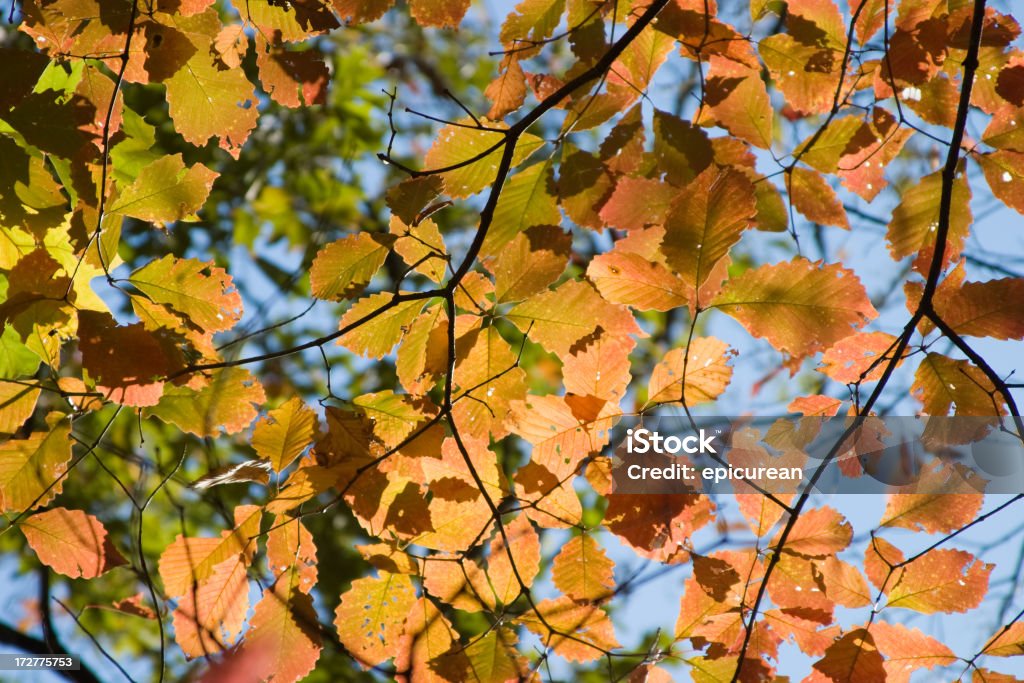 Autumn Beautiful orange leaves back lit by the evening sunlight. Autumn Stock Photo