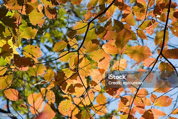 Autumn Stock Photo - Download Image Now - Autumn, Beech Tree, Branch - Plant Part