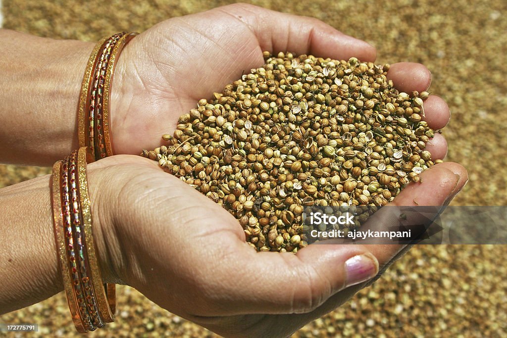 Graines de coriandre - Photo de Aliment libre de droits