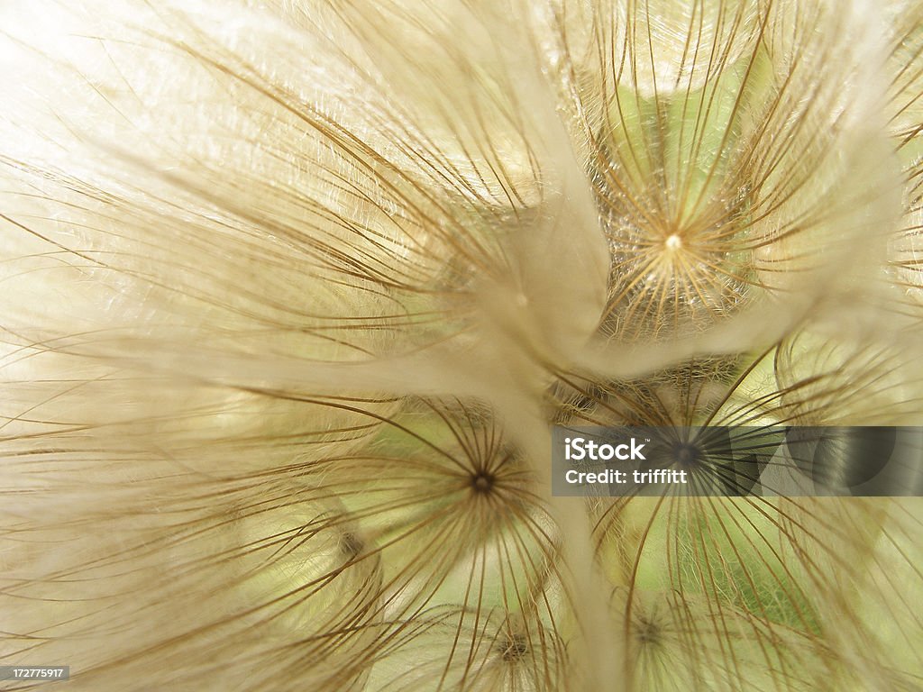 Epicótilo. - Foto de stock de Belleza de la naturaleza libre de derechos