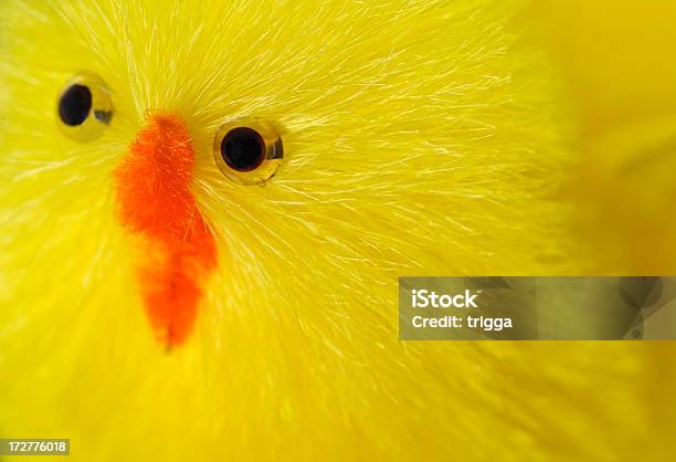 부활제 Chick 클로즈업 0명에 대한 스톡 사진 및 기타 이미지 - 0명, 노랑, 닭