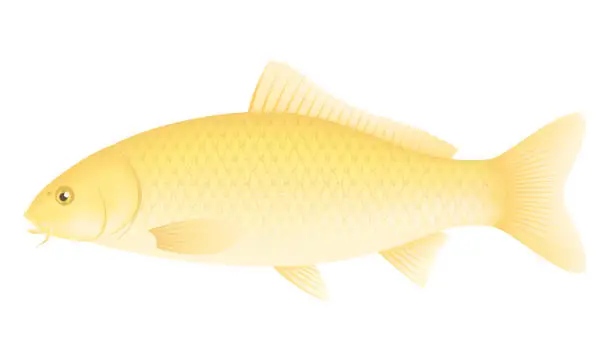Vector illustration of The Japanese colored carp isolated on white background