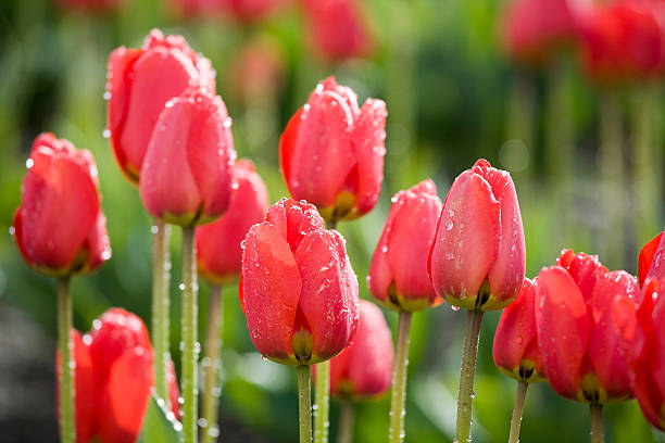 istock Beautiful red tulips with sunshine in spring on a farm 172776273