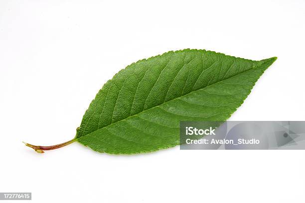 잎 한 잎에 대한 스톡 사진 및 기타 이미지 - 잎, 0명, 녹색